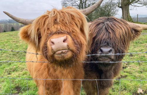 Whitehill Lodge - Uk47194 - Foto 21