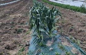 Agriturismo Farfollíe - Foto 36