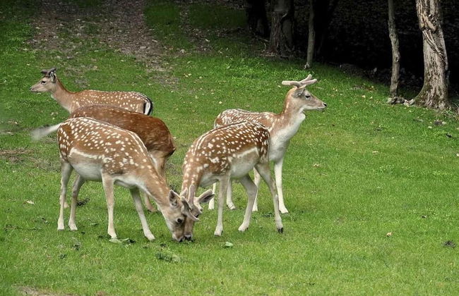 Villapiana Country House - Foto 22