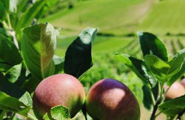 Ruralna kuća za odmor CVEPUK - Foto 45
