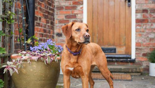 Manor Cottage - Foto 3