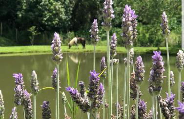 Fazenda Montanhes - Foto 51