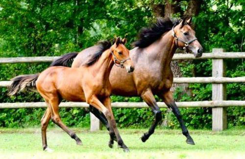 Le Haras des Charmilles - Foto 30
