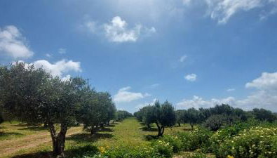 View West Elafonisi house - Foto 4