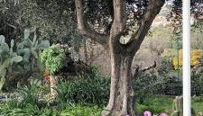 Villa Cristina - Foto 5, Garden