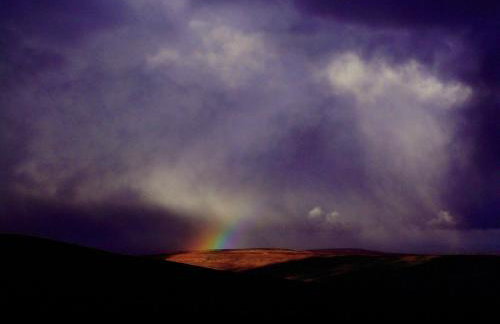 Black Dog House - Foto 41