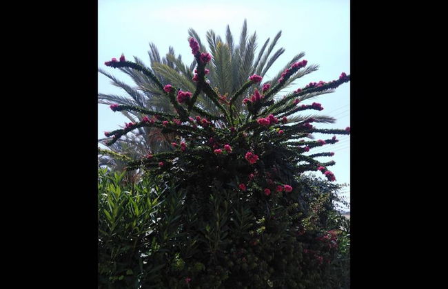 Coral Garden Villa !! - Photo 52