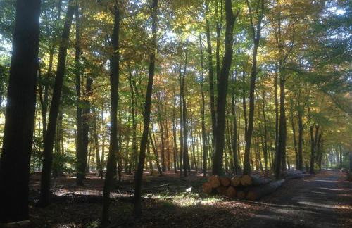 Ferienhaus Ginkgo Biloba - Foto 53