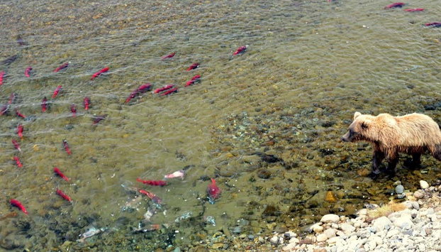 Avistamiento de osos grizzly - Foto 4, Oso buscando salmones