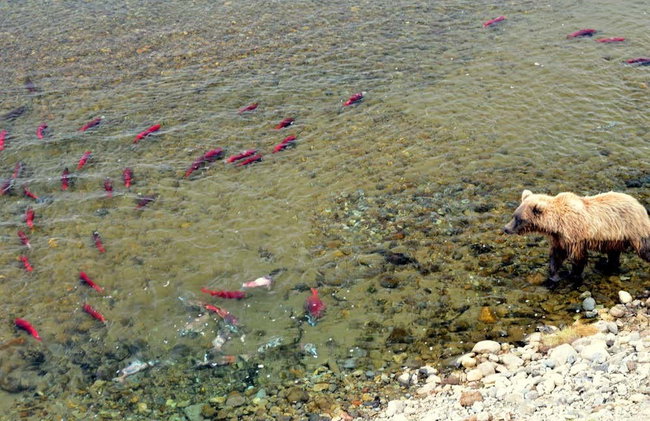 Avistamiento de osos grizzly - Foto 4