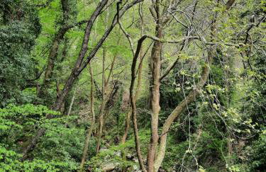 Αρχοντικό Κονάκι- Konaki Pelion - Foto 11