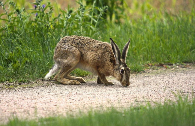Ferienhaus am Garder See Inselblick - Foto 31