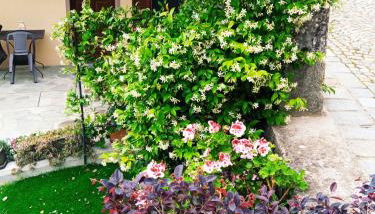 IL CORTILETTO - Verduno - Foto 3, Garden, Garden view