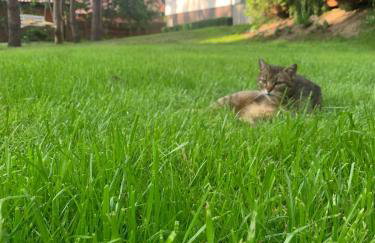 Modra Sikorka - Foto 56