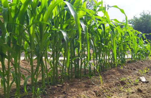 Holiday Home Edara Home - Haus mit privatem Garten by Interhome - Photo 6