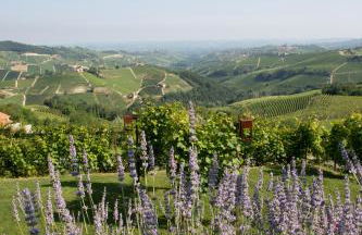 Agriturismo La Torricella - Foto 9