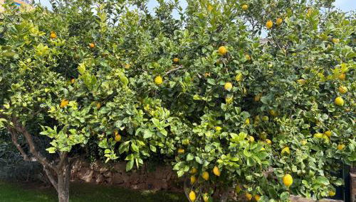 VILLA Henry - Foto 5, Garden