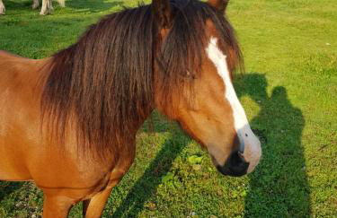 Ferienhof Homann Sauerland - Foto 8