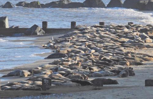 The Dairy Scratby - Foto 18