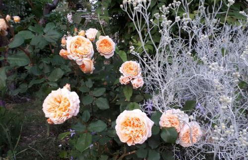 Olivo at Pietraie a cottage with many flowers in the Valley - Foto 26