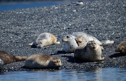 Secluded Waterfront Cottage Rental near Anchorage, Alaska - Foto 17