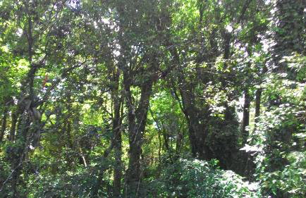 Chalés Araucárias da Serra - Foto 23