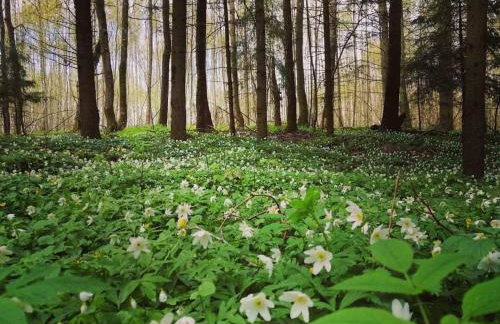Siedlisko MiłoBrzózka - Photo 31