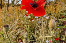 Kraina Poraj - Foto 72