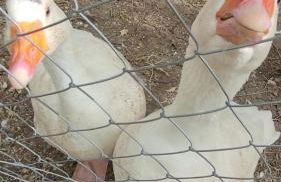 Tenuta Santo Stefano Azienda Agrituristica - Photo 25