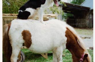 Ferme de Franqueville - Foto 46