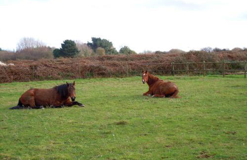 Maison charmante à Trédrez-Locquémeau avec jardin et terrasse - Foto 28