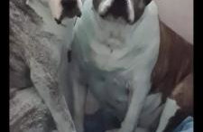 8 Berth Caravan at Blue Dolphin East coast - Foto 37