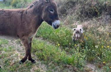 Refúgio da Águia - Foto 15