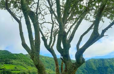 Sete Cidades Nature Villa - Photo 25