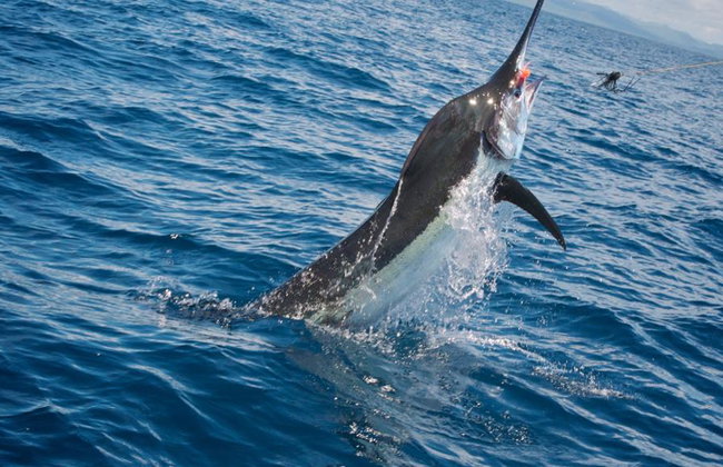 Ocean Giants and Coastal Gems: Your Ultimate Fishing Experience - Photo 3