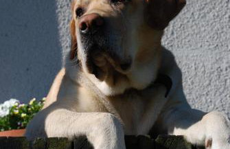 Natura Apartamenty - Foto 51