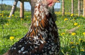 Agroturystyka,, Ranczo Kruszynki" - Foto 7