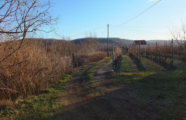 Ferienhaus Weinbergalm - Photo 6