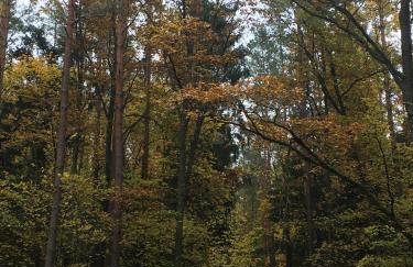 Dom w Puszczy - Foto 17