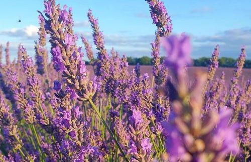 Domaine Lapèze, Gite Le Cabernet. - Foto 31