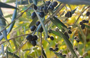 Casa da Mata - Foto 54