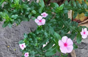 Chácara Sossego - Foto 39