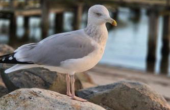 Apartment Wunderschöne Ferienwohnung mit Terrasse und Garten by Interhome - Foto 16