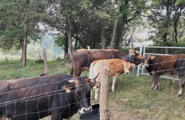 Agroturismo Erlete Goikoa -ESTAMOS EN EL CAMINO DE SANTIAGO -WE ARE ON THE CAMINO DE SANTIAGO- SENDERISMO-RUTAS Y BICICLETA - Photo 32