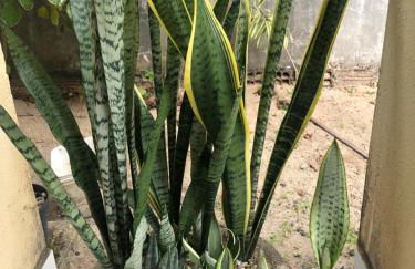 Casa com piscina - Foto 10