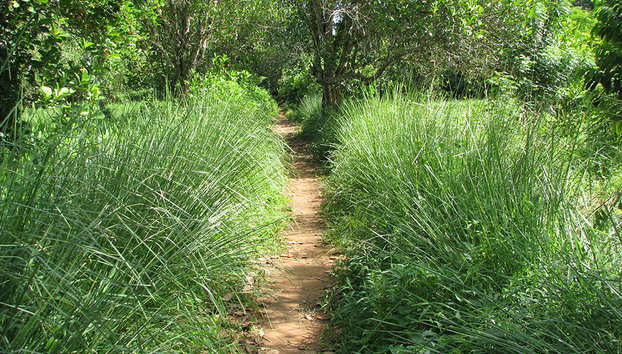 Descubra es especiarias do Zanzibar - Foto 3