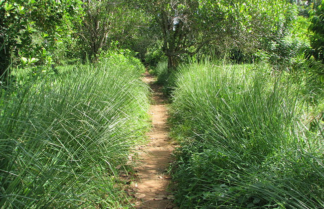 Descubra es especiarias do Zanzibar - Foto 3