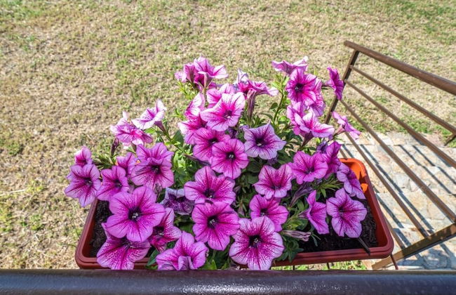 Buongiorno Premium - Photo 18