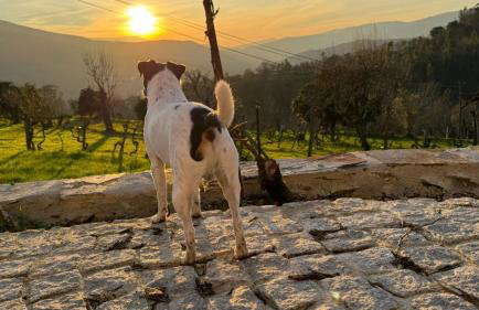 Quinta do Passal - Foto 49