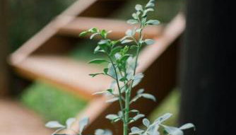 Casa Rudá Paraty - Foto 4